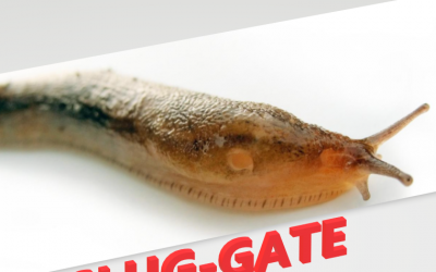 ICOOK FOODS-SLUG GATE