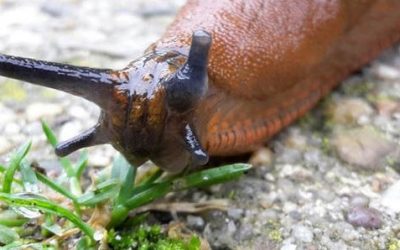 SLUG- GATE CORRUPTION EXTRAORDINAIRE.