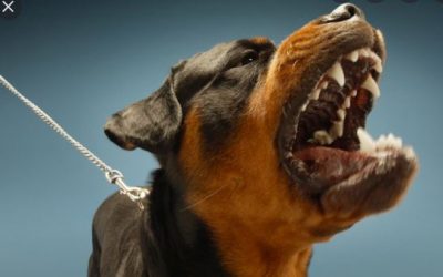 ARE WE BARKING MAD OR JUST PLAIN STUPID?