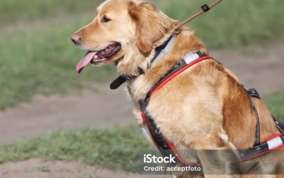 ASSISTANCE DOG ACQUISITION AND TRAINING PROGRAM – $1.00 PER DOG REGO