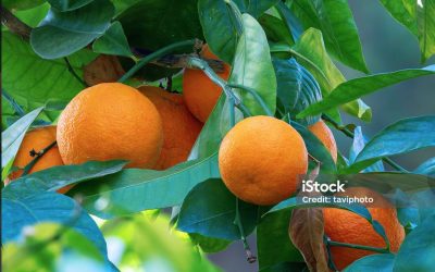 POLICING AND THE ORANGE TREE